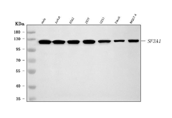 SF3A1 Antibody