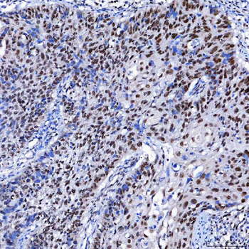 SF3A1 Antibody