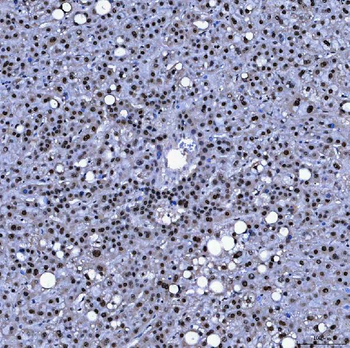 SF3A1 Antibody