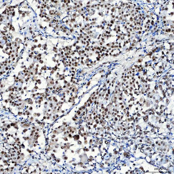 SF3A1 Antibody