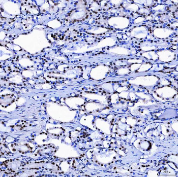 SF3A1 Antibody
