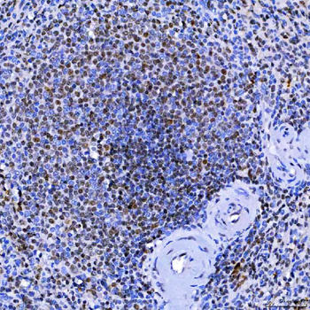 SF3A1 Antibody