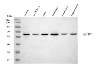SETD3 Antibody