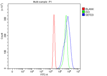 SETD3 Antibody