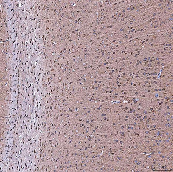 SERAC1 Antibody
