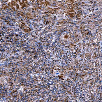 SERAC1 Antibody