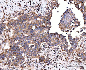 SERAC1 Antibody