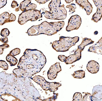 SERAC1 Antibody