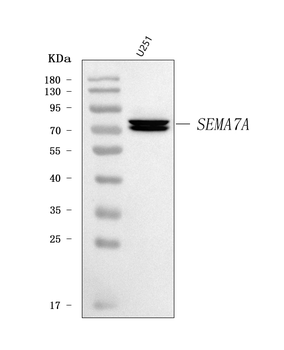 Semaphorin 7a/SEMA7A Rabbit Polyclonal Antibody