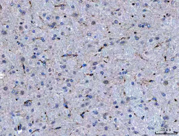 SEMA4F Antibody