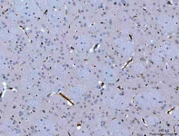 SEMA4F Antibody