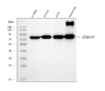SEMA4F Antibody