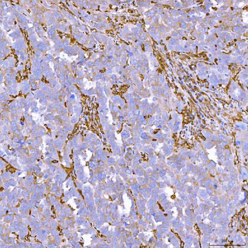 SEMA4F Antibody