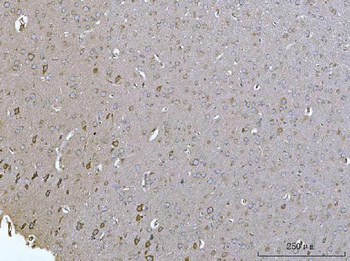 SELENOT Antibody