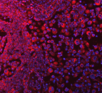 SELENOT Antibody