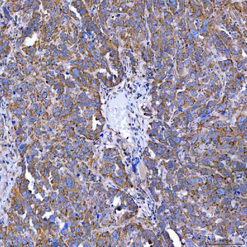 SELENOT Antibody