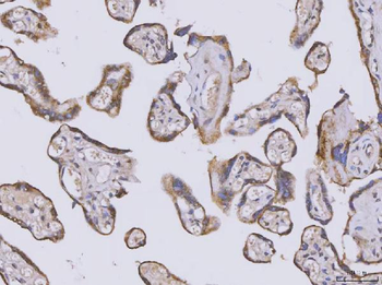 SELENOT Antibody