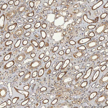 SELENOT Antibody