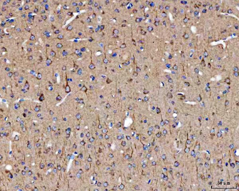 SELENOT Antibody