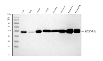 SBP/SELENBP1 Antibody