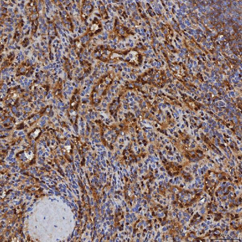 SBP/SELENBP1 Antibody