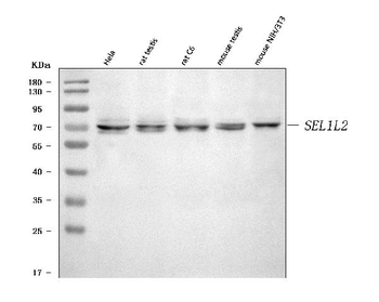 SEL1L2 Rabbit Polyclonal Antibody