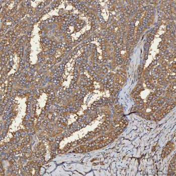 SEC31A Antibody