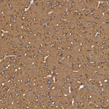 SEC31A Antibody