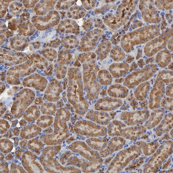 SEC31A Antibody