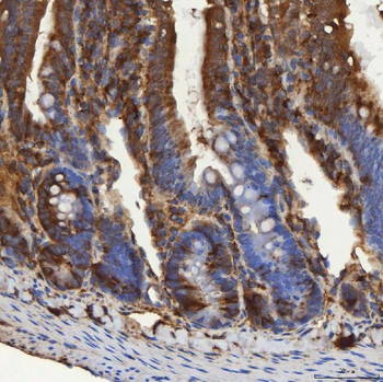 SEC31A Antibody