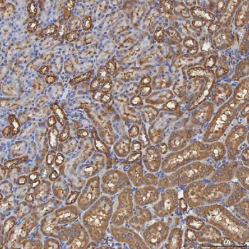 SEC31A Antibody