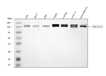 SEC31A Antibody