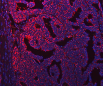 SEC31A Antibody