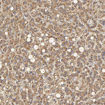 SEC31A Antibody