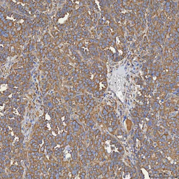 SEC31A Antibody