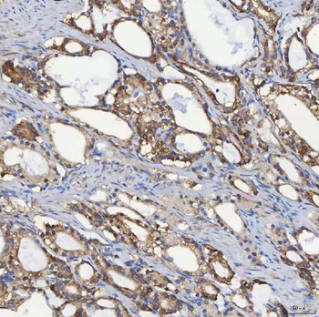 SEC31A Antibody