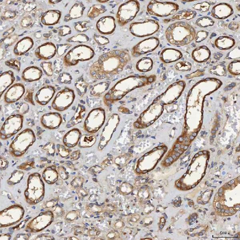 SEC31A Antibody