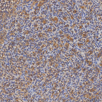 SEC31A Antibody