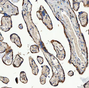 SEC23IP Antibody