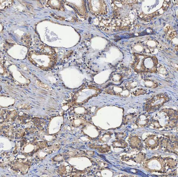 SEC23IP Antibody
