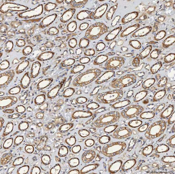 SEC23IP Antibody