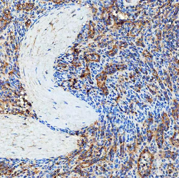 SEC23IP Antibody