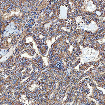 SEC23IP Antibody
