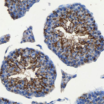 SEC23IP Antibody