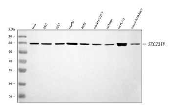 SEC23IP Antibody