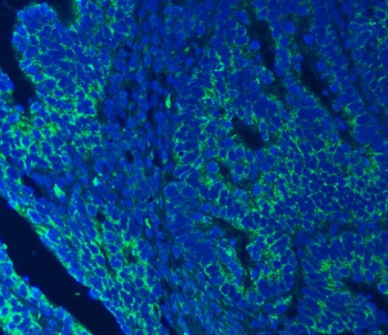 SEC23IP Antibody