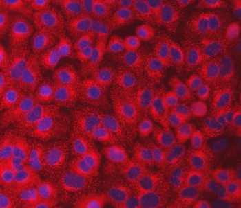 SEC23IP Antibody