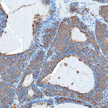 SEC23IP Antibody