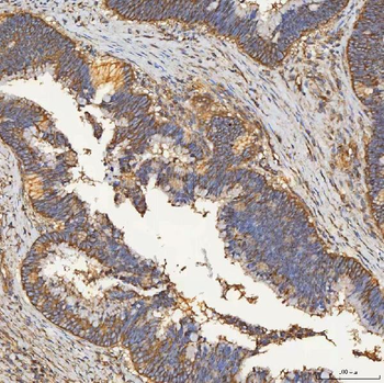 SEC23IP Antibody