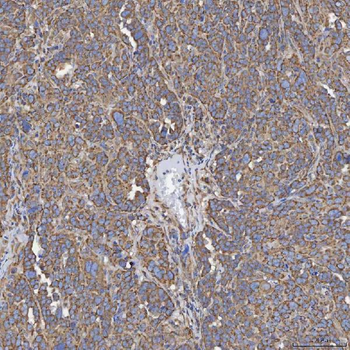 SEC23IP Antibody